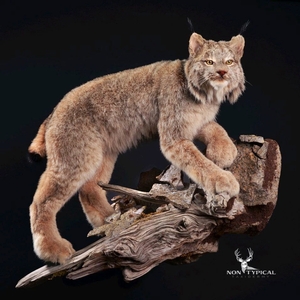Lynx, suspicious climb up onto rocks - Lifesize wall pedestal w/habitat 